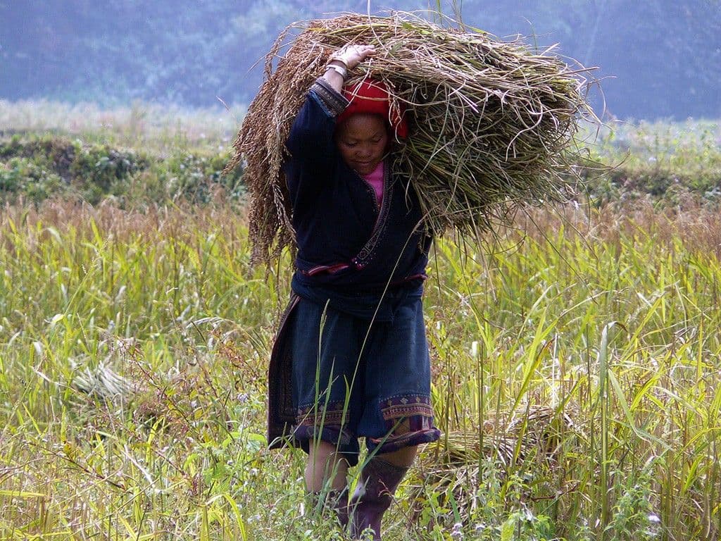 Sapa Vietnam Travel Guide DAMAN