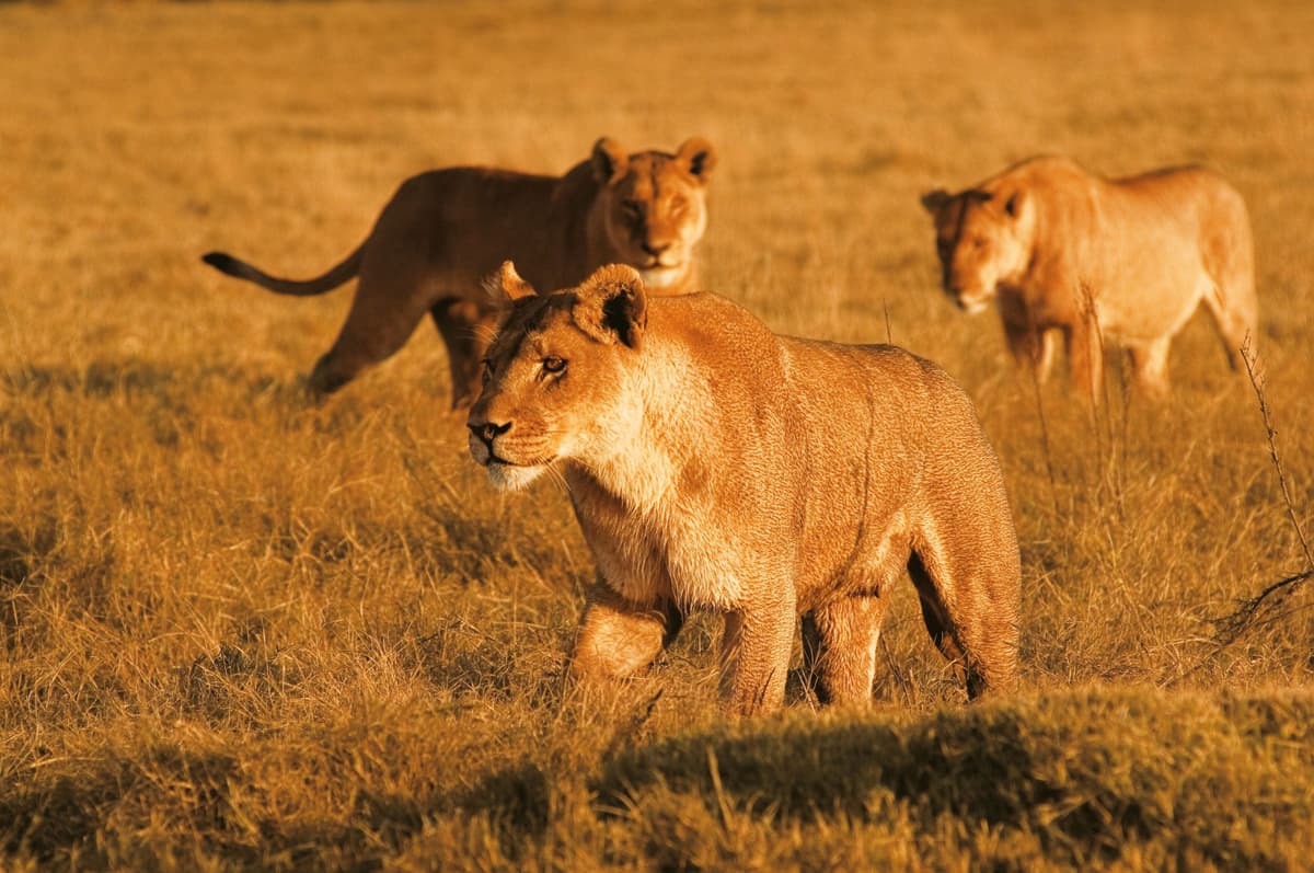 Kalahari Desert Botswana Travel Guide DAMAN