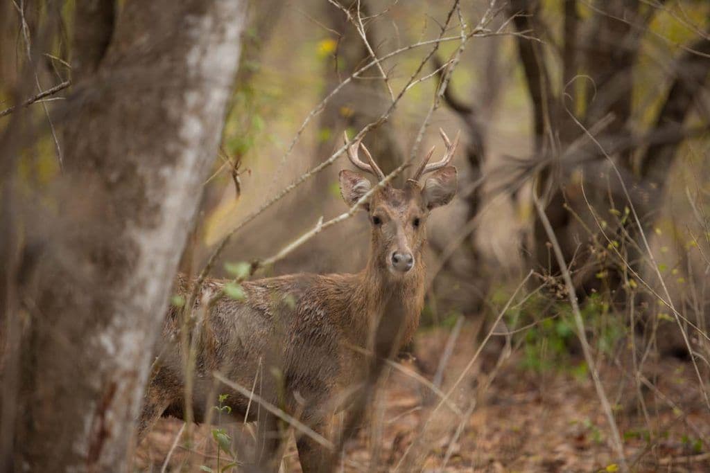 plataran menjangan-deer
