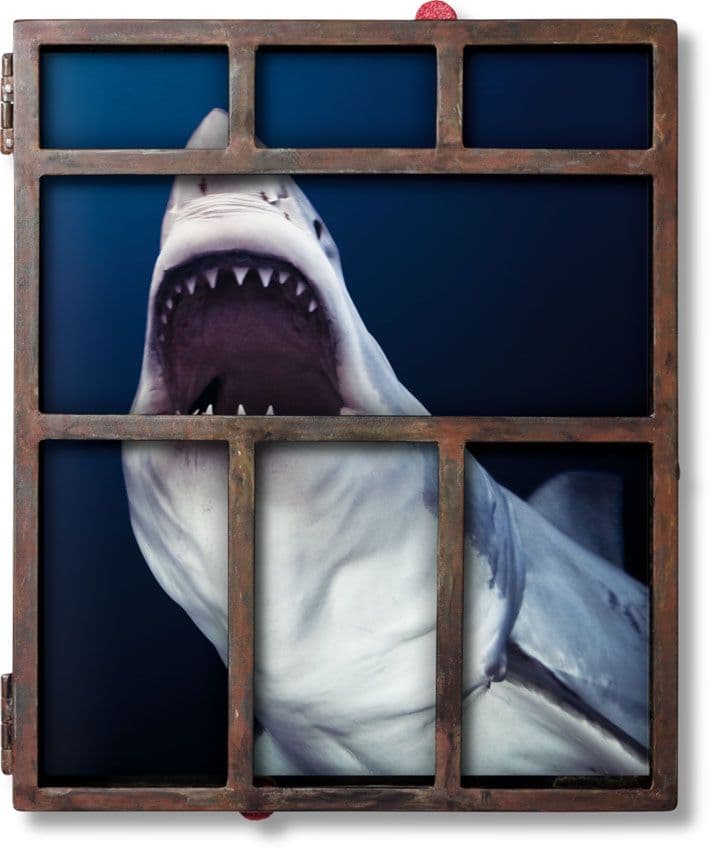 Michael Muller Sharks Collector’s Edition from TASCHEN